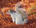 Squirrel is sitting on deciduous conifer needles. Royalty Free Stock Photo