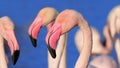 Detail of Group of flamingos is standing