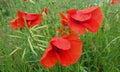 detail of group of flowers of poppies.detail of group of flowers of poppies with their characteristic red colors Royalty Free Stock Photo