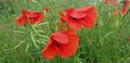 detail of group of flowers of poppies with their characteristic red colors Royalty Free Stock Photo