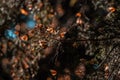 Detail of a group of Monarch Butterflies Danaus plexippus resting on a pine branch and sunbathing