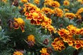Detail of a group of orange yellow marigolds in a botanical garden