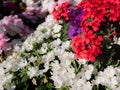 Detail of a Group of red, white, pink and purple flowers of a Tapien Verbena plant