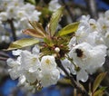 Detail of group of small beautiful white blooming blossoms. Royalty Free Stock Photo