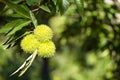 Detail of a group of three chestnuts still green inside their hedgehog on the branch of a chestnut tree Royalty Free Stock Photo