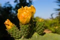 Closeup of a group of three flowers of a wild prickly pear with orange petals Royalty Free Stock Photo