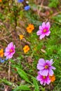 Detail of group of wildflowers with focus on pink and yellow blossoms