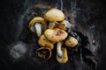 Detail of group of yellow autumn mushrooms growing on an old wet trunk