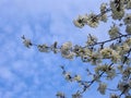 Detail of groups of small beautiful white blooming blossoms. Royalty Free Stock Photo