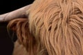 Detail of the hairy brown skull of a Scottish highland cattle, a Galloway, with long fur