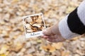 Detail of hand holding a photograph of fallen leaves in autumn