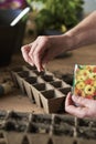 Close up of hand sows flower seeds