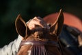 Detail of a hand stroking the ears of a doma vaquera horse