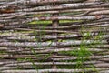 Detail of handmade rustic or garden fence made of wicker tree trunks and branches. Natural wooden fence background Royalty Free Stock Photo