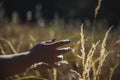 Detail of hands caressing the tall grass at sunset