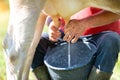 Detail of the hands of a man who is milking a cow by hand Royalty Free Stock Photo