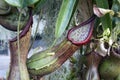 Detail of hanging pitcher plant pods