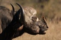 The detail of head of African buffalo or Cape buffalo Syncerus caffer with red-billed oxpecker Buphagus erythrorhynchus Royalty Free Stock Photo
