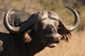 The detail of head of African buffalo or Cape buffalo Syncerus caffer with red-billed oxpecker Buphagus erythrorhynchus Royalty Free Stock Photo