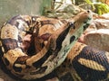 Detail of the head of a brown snake with dark brown spots Royalty Free Stock Photo