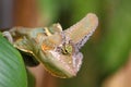 Detail of the head of a chameleon Royalty Free Stock Photo