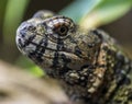 Detail of the head of a Chinese crocodile lizard Royalty Free Stock Photo