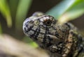 Detail of the head of a Chinese crocodile lizard Royalty Free Stock Photo