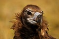 The detail of the head of cinereous vulture Aegypius monachus or black vulture, monk vulture, or eurasian black vulture with Royalty Free Stock Photo