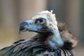 The detail of the head of cinereous vulture Aegypius monachus or black vulture, monk vulture, or eurasian black vulture with Royalty Free Stock Photo