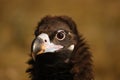 The detail of the head of cinereous vulture Aegypius monachus or black vulture, monk vulture, or eurasian black vulture with