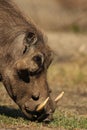 The detail of the head of common warthog Phacochoerus africanus with green background. Wild pig with massive fangs eating grass