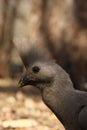 Detail of the head with  crest of grey go-away-bird Corythaixoides concolor, also known as grey lourie or grey loerie Royalty Free Stock Photo