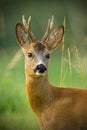 Detail of head of curious roe deer buck in wild Royalty Free Stock Photo