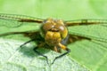 Detail of head of a dragonfly