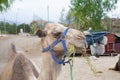 Detail of head of dromedary eating branch of plant sitting in countryside