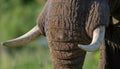 Detail of the head and an elephant tusk. Africa. Kenya. Tanzania. Serengeti. Maasai Mara.