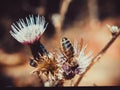 A detail on head and feelers of european honey bee, apis mellifera, sitting on thistle bloom. Body is full of pollen. Royalty Free Stock Photo