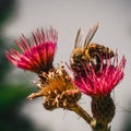 A detail on head and feelers of european honey bee, apis mellifera, sitting on thistle bloom. Body is full of pollen. Royalty Free Stock Photo