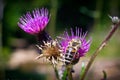 A detail on head and feelers of european honey bee, apis mellifera, sitting on thistle bloom. Body is full of pollen. Royalty Free Stock Photo