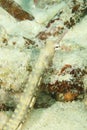 Detail of head of fish - reeftop pipefish