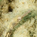 Detail of head of fish - reeftop pipefish