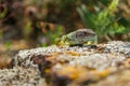 Detail of head green lizard Lacerta viridis on rock, Czech republic