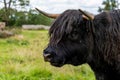 Detail on a head of Highland Scottish cow Hielan coo, Bo Ghaidhealach in Scotland Royalty Free Stock Photo