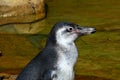 Detail of head of Humboldt penguin Spheniscus humboldti with social wasp Vespula Germanica flying towards him