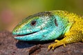 Detail of head and leg of a European green lizard, lacerta viridis. Royalty Free Stock Photo