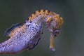 Detail of the head of longsnout seahorse