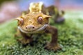 Detail of the head New Caledonian crested gecko