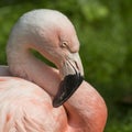 Detail of the head of one pink flamingo. Royalty Free Stock Photo