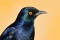 Detail head portrait of bird with orange eye. Pale-winged starling, Onychognathus nabouroup. Glossy Starling from the Etosha,