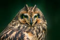 Detail head portrait of owl, fixed eyes. Short-eared Owl, Asio flammeus, sitting on the spruce tree. Bird in the habitat, beautifu